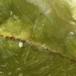 Green Onyx